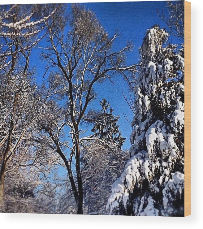  Wood Print featuring the photograph Sun After The Snow by Frank J Casella
