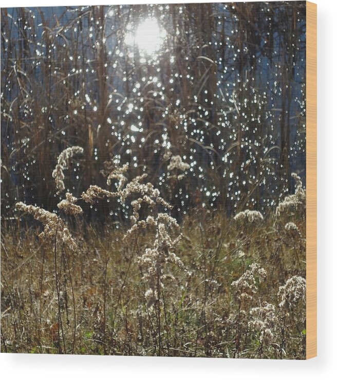 Nature Wood Print featuring the photograph Sun Dance by Catherine Arcolio