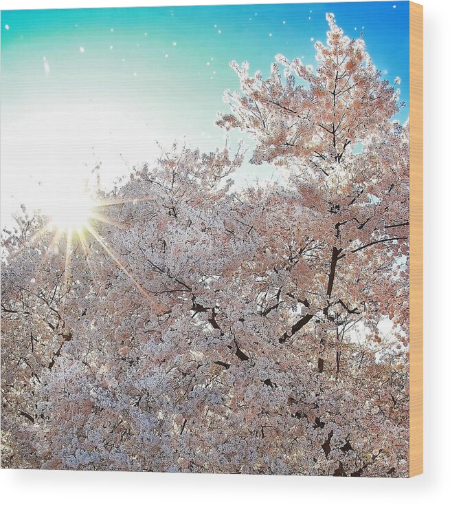 Cherry Blossoms Wood Print featuring the photograph Sunburst Through the Sakura by SCB Captures