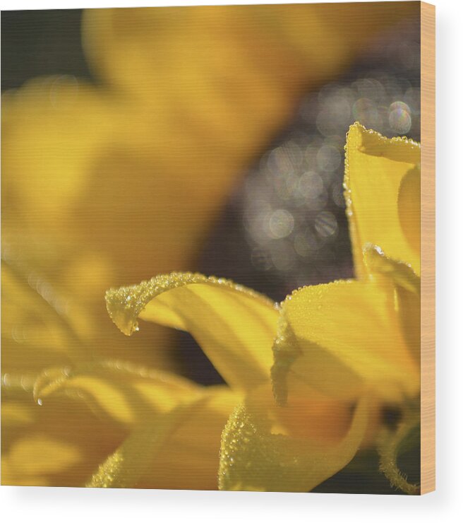 Raindrops Wood Print featuring the photograph Sundrops by Forest Floor Photography
