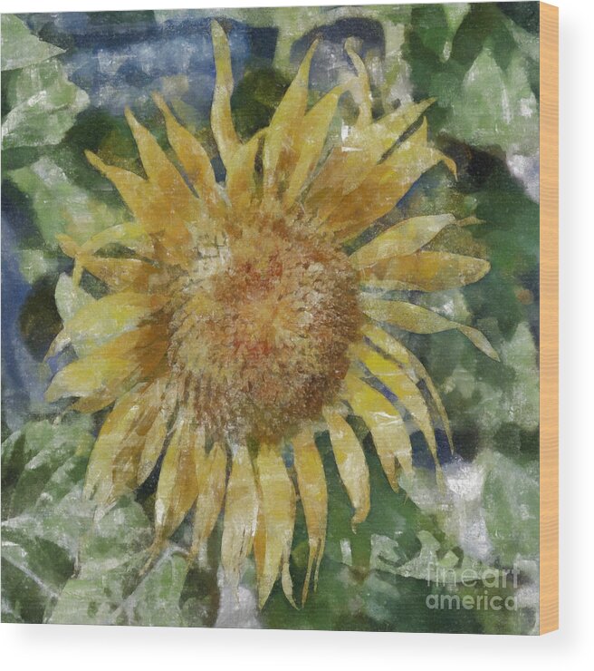 Flower Wood Print featuring the painting Sunflower Painting by Antony McAulay