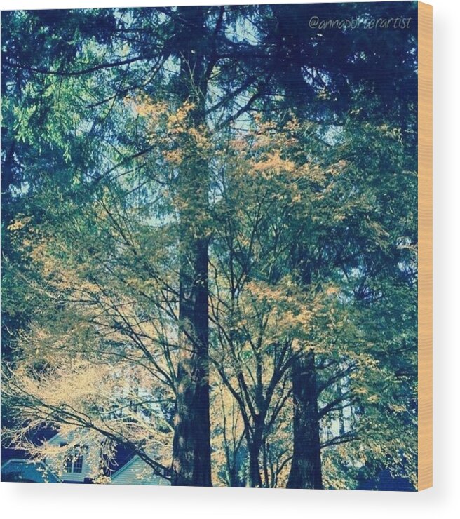 Vine Wood Print featuring the photograph Sunlight Through Vine Maples by Anna Porter