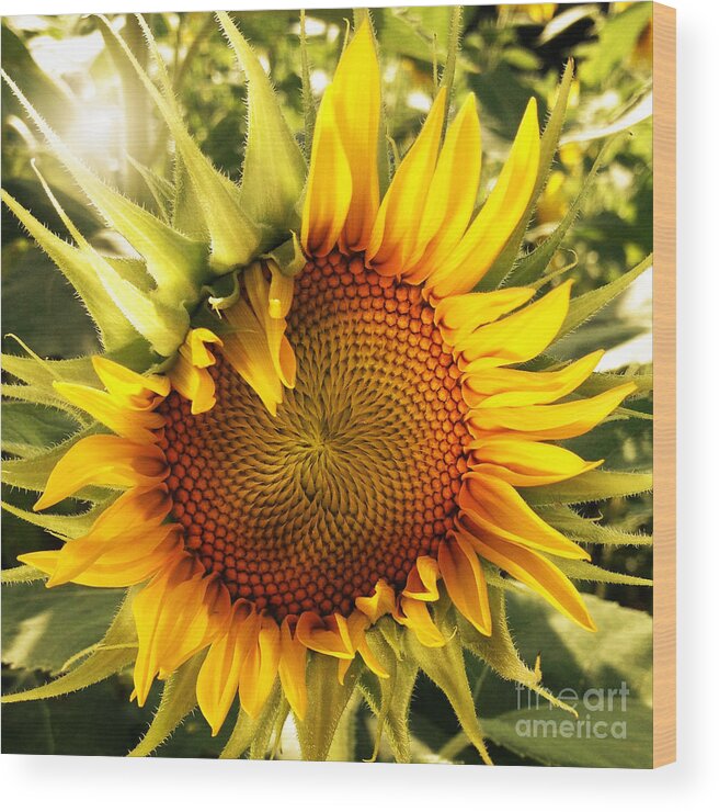 Sunflowers Wood Print featuring the photograph Sunny Sunflower by Chris Scroggins