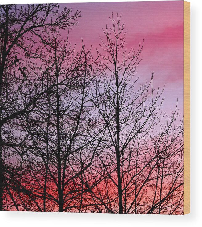Plant Wood Print featuring the photograph sunset in late February by John Magnet Bell