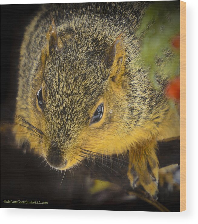 Animals Wood Print featuring the photograph Sunset Squirrel by LeeAnn McLaneGoetz McLaneGoetzStudioLLCcom