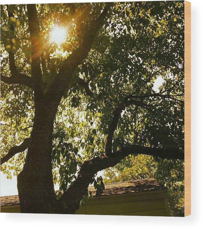 Tree Wood Print featuring the photograph Sunshine by Christy Beckwith