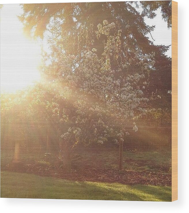 Lightandbright_nio Wood Print featuring the photograph Sunshine On My Favorite Pear Tree All by Blenda Studio