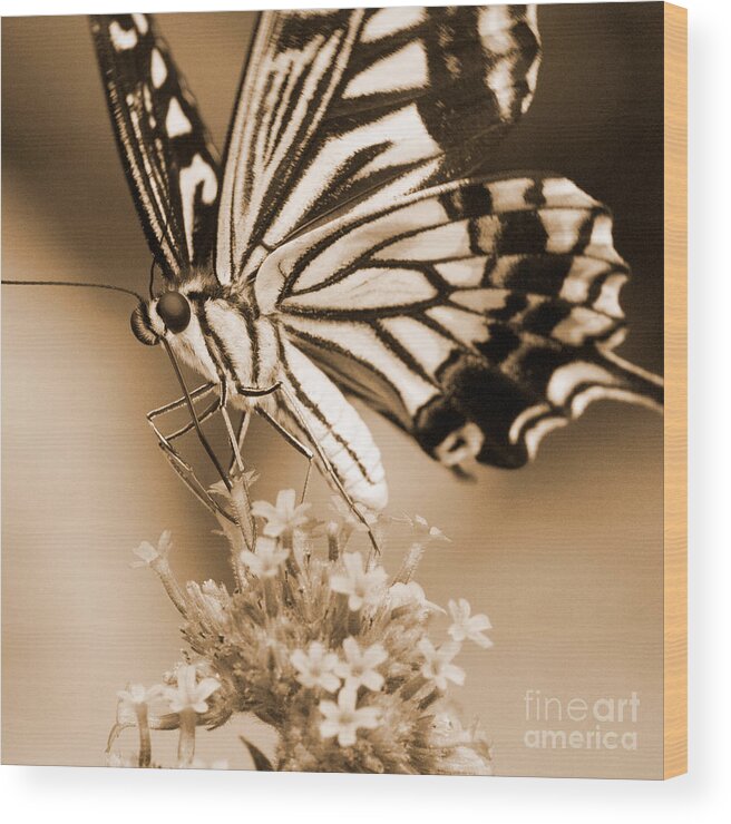 Butterflies Wood Print featuring the photograph Swallowtail Butterfly 2 by Chris Scroggins
