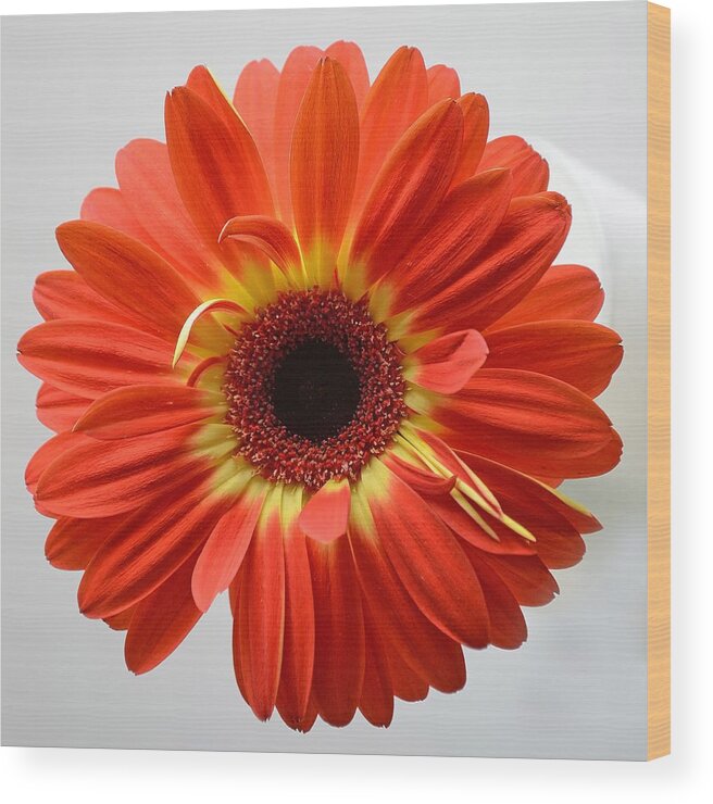 Flower Wood Print featuring the photograph Sweet and Simple by Melanie Moraga