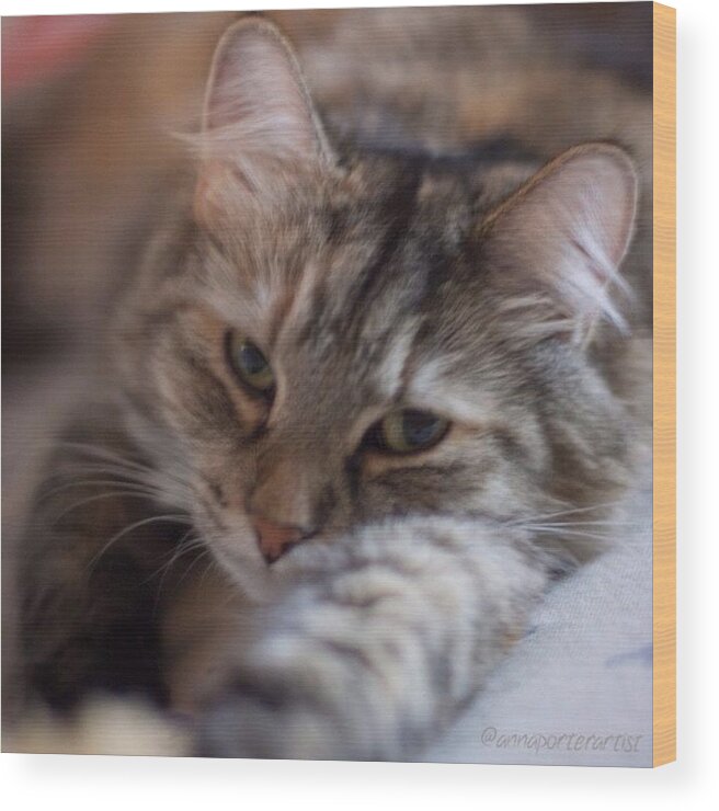 Petstagram Wood Print featuring the photograph Sweet Ellie, My Daughter's Cat. Canon by Anna Porter