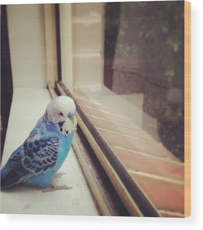 Budgie Wood Print featuring the photograph Tako #happily #chirping At The #window by Vincy S