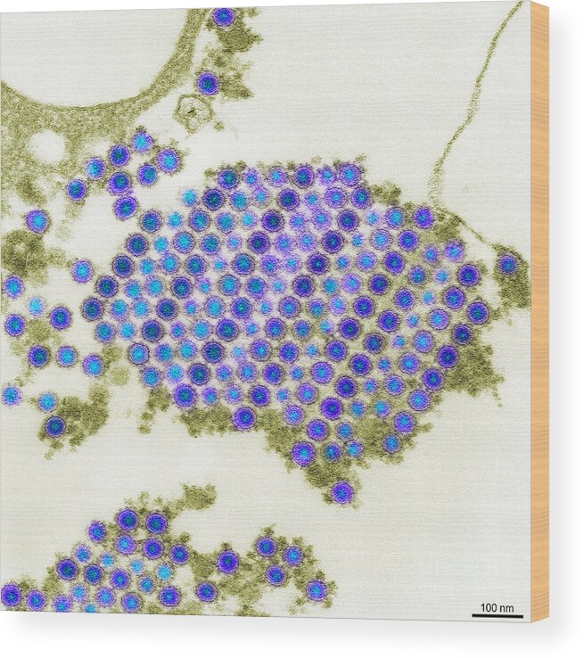 Chikungunya Wood Print featuring the photograph Tem Of Chikungunya Virus by Science Source