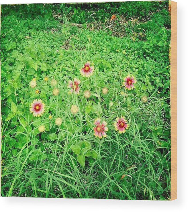 Flowers Wood Print featuring the photograph #texas #wildflowers #indianblanket by Greta Olivas