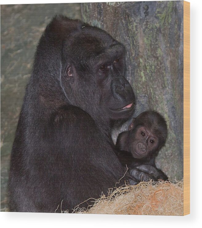 Gorilla Wood Print featuring the photograph That's My Baby by John Absher