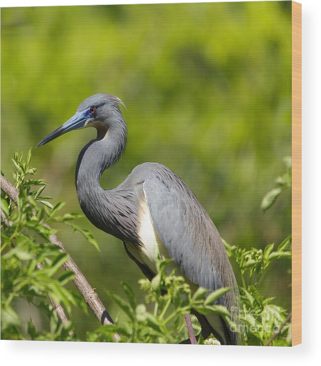 Tricolored Heron Wood Print featuring the photograph The Art of Focus by Mary Lou Chmura