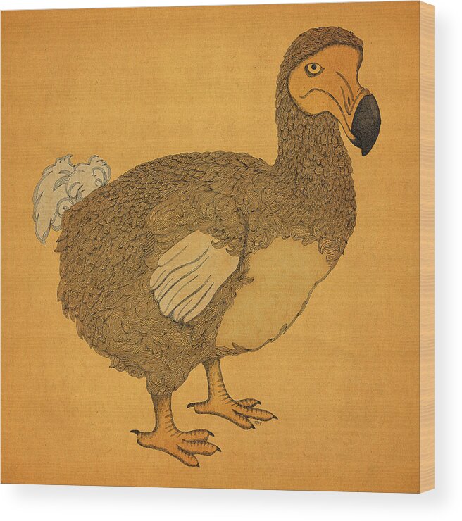 Dodo Wood Print featuring the drawing The Dodo by Meg Shearer