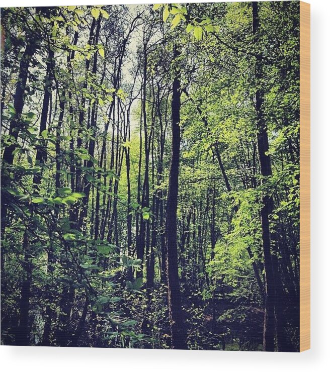 Nature Wood Print featuring the photograph The Forest by Nic Squirrell