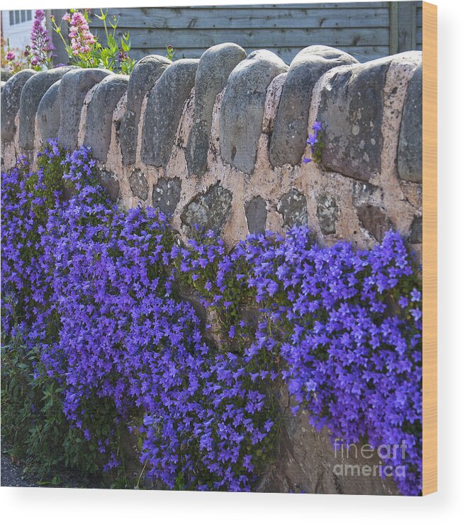 Garden Wood Print featuring the photograph The Garden Wall by Heiko Koehrer-Wagner