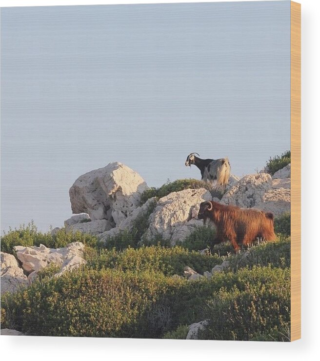 Turkey Wood Print featuring the photograph The Goats On Snake Island #turkey by Unique Louise