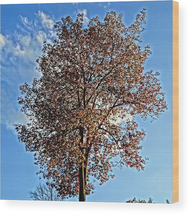 Fall Wood Print featuring the photograph The Great Red Oak Tree by Katie Phillips