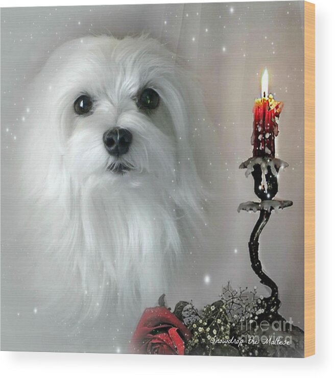 Maltese Dog Wood Print featuring the mixed media The Light in my Life by Morag Bates