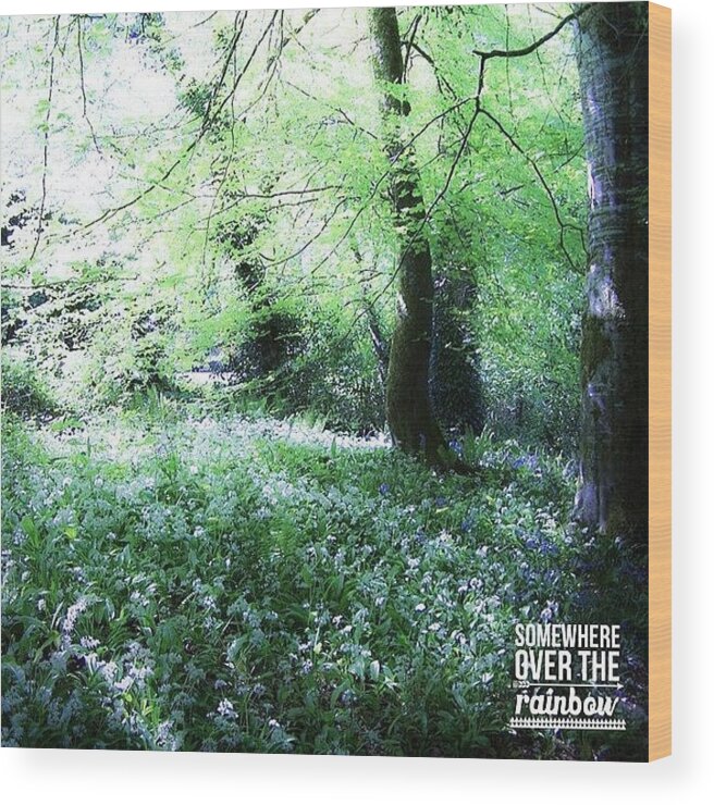 Irish Wood Print featuring the photograph The Magical Forest Around Blarney by Teresa Mucha