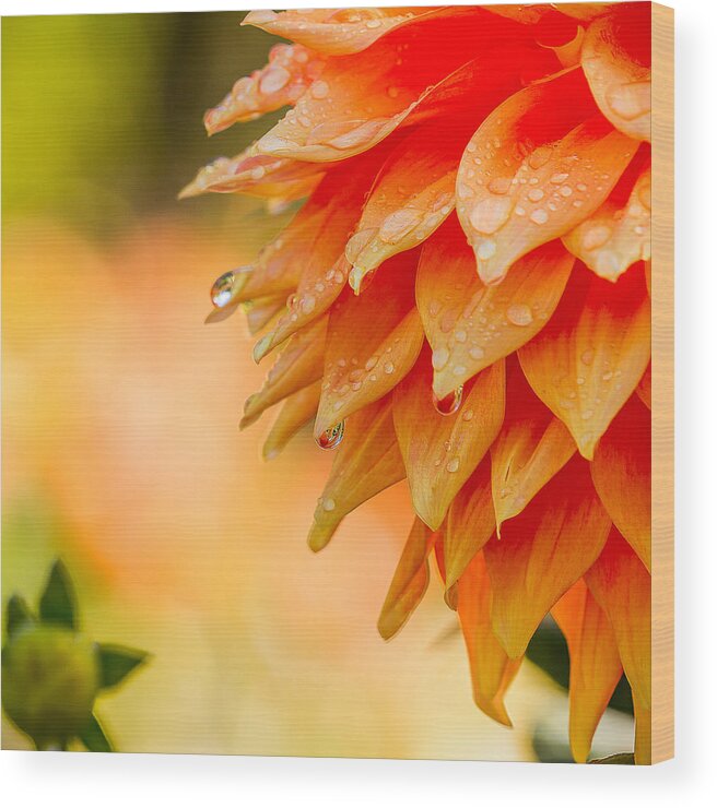 Dahlia Wood Print featuring the photograph The Morning After by Ken Stanback