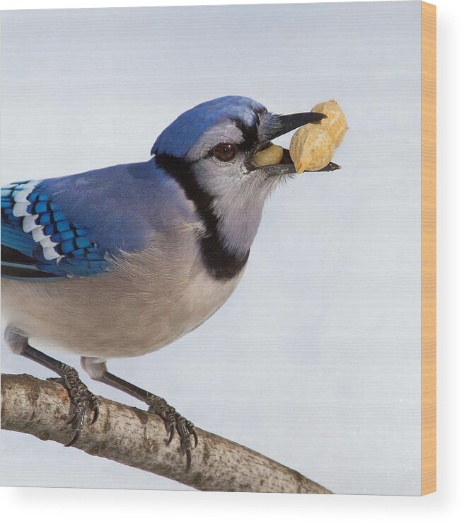Bird Wood Print featuring the photograph The Nutcracker by John Absher