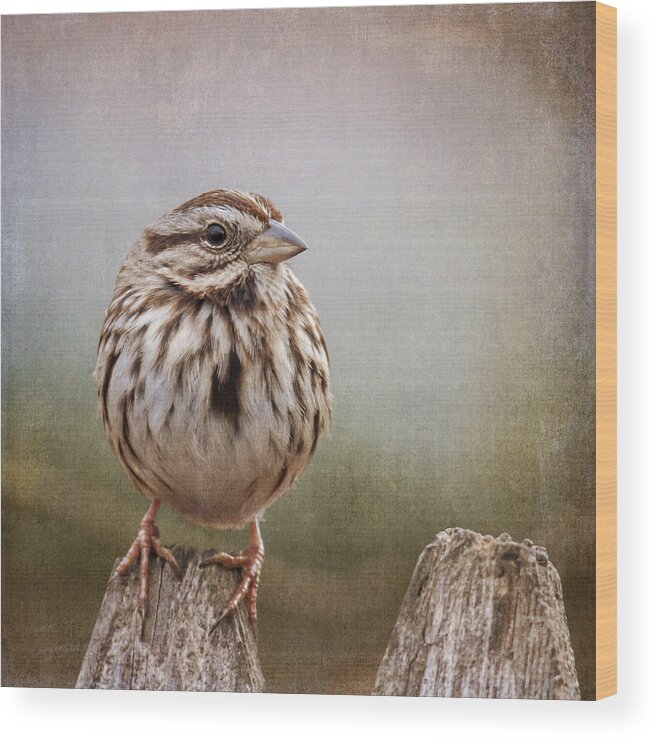 Sparrow Wood Print featuring the photograph The Song Sparrow by Cathy Kovarik