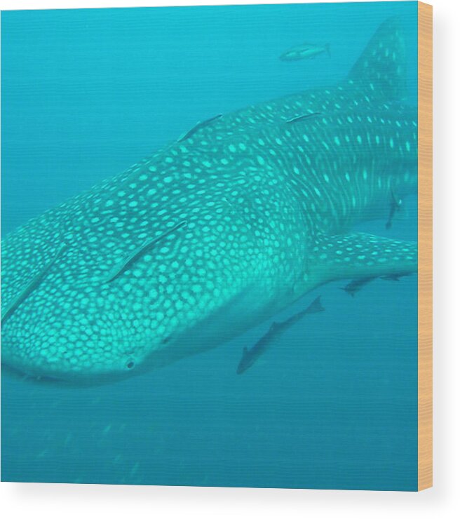 Diving Photographs Wood Print featuring the photograph The Worlds Largest Fish by Andrew Scott