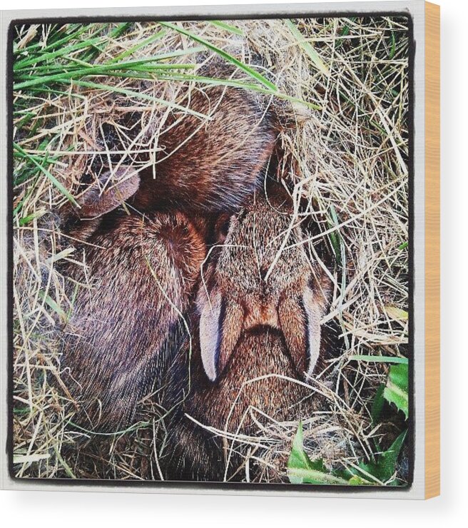 Wildlife Wood Print featuring the photograph Things Found At Fort Spider by Matthew Saindon