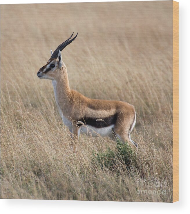 Gazelle Wood Print featuring the photograph Thompson's Gazelle by Chris Scroggins