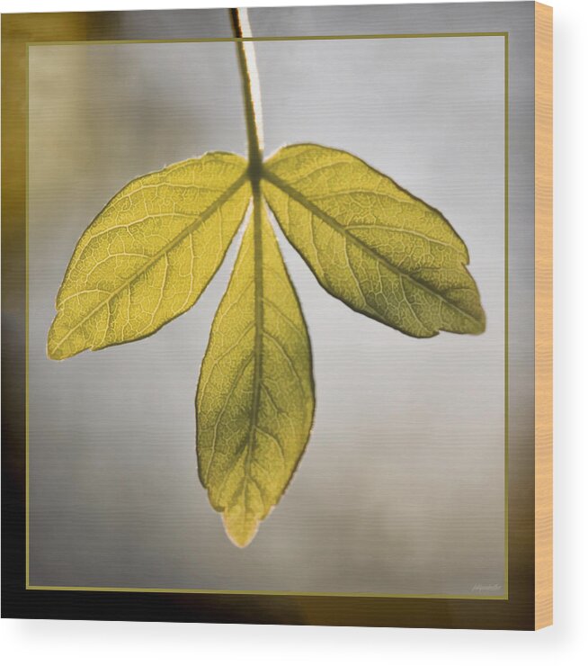 Three Leaves Wood Print featuring the photograph Three Leaves by Jaki Miller