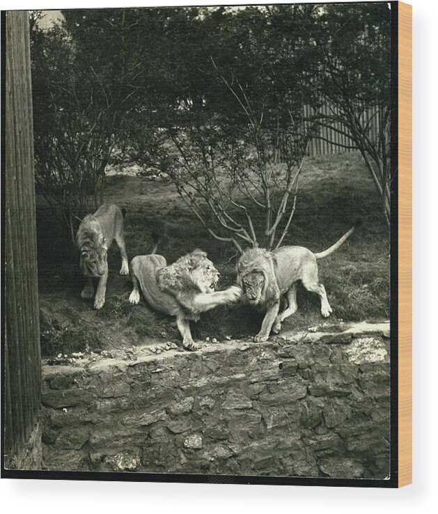 Bronx Zoo Wood Print featuring the photograph Three Lions At The Bronx Zoo In New York by Toni Frissell