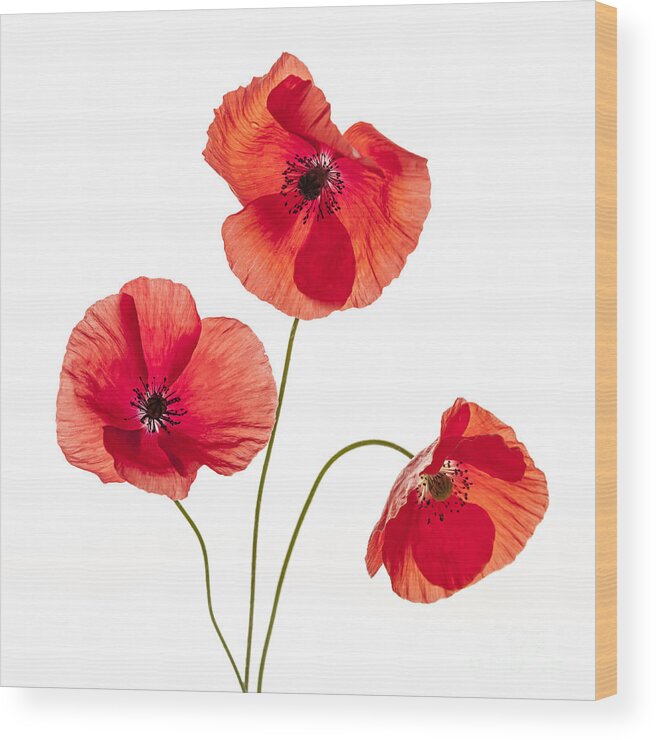 Poppy Wood Print featuring the photograph Three red poppies by Elena Elisseeva