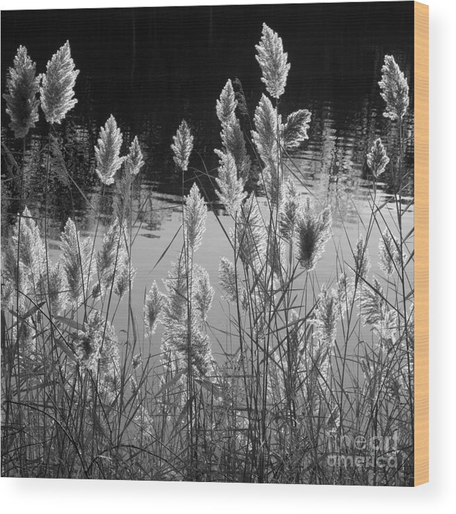 Pampas Grass Wood Print featuring the photograph Till Next Year by Ann Horn