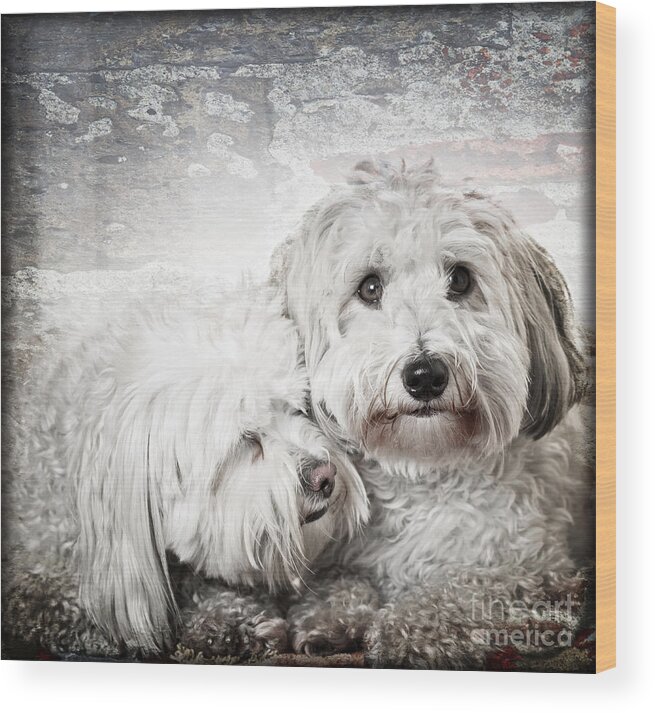 Dogs Wood Print featuring the photograph Together by Elena Elisseeva