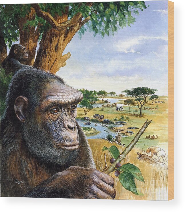 Toumai Sahelanthropus Tchadensis Wood Print By Publiphoto,Gambar Wayang Pandawa 5 Beserta Namanya