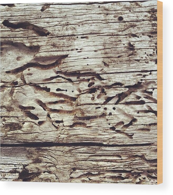 Icnature Wood Print featuring the photograph Tree At Sea #nicsquirrell #nature #wood by Nic Squirrell