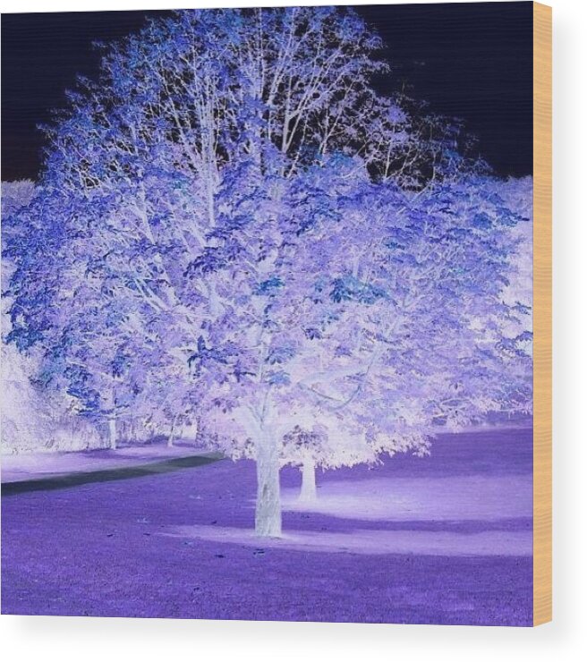Tree Wood Print featuring the photograph Tree of Bluety by Lisa Claire Harrison