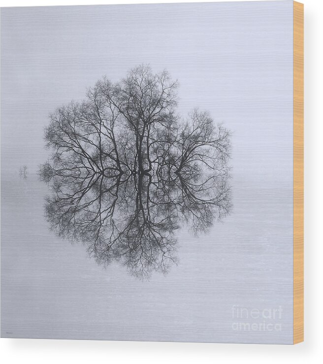 Photography Wood Print featuring the photograph Tree of Reflection by Deborah Smith