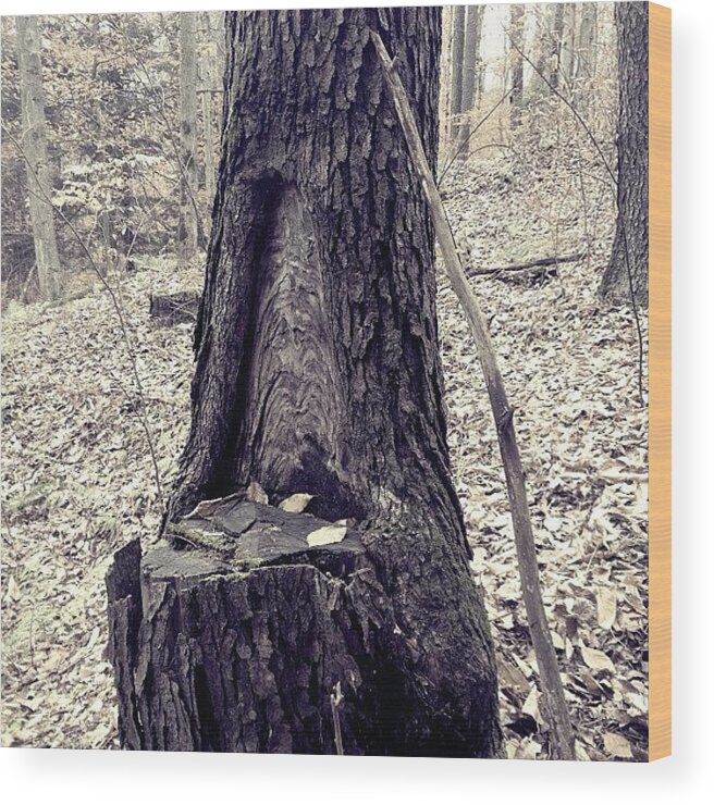 Treestump Wood Print featuring the photograph Tree Stump #3 by Audrey Devotee