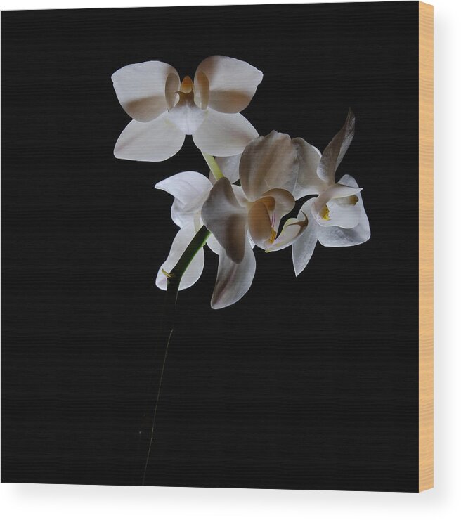 Moth Orchids Wood Print featuring the photograph Triplets II Color by Ron White