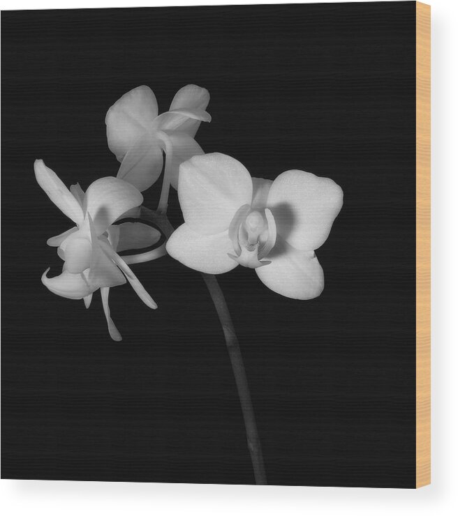 Moth Orchid Wood Print featuring the photograph Triplets by Ron White