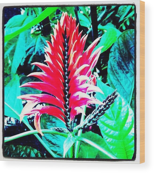 Spiky Wood Print featuring the photograph Trying Out A Fun App #lomora by Jan Pan