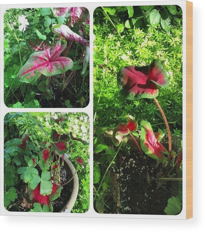 Plants Wood Print featuring the photograph Tucked In A Few #caladium #plants This by Teresa Mucha