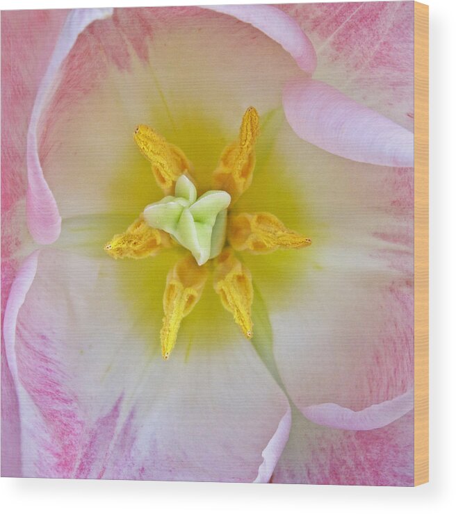 Bloom Wood Print featuring the photograph Tulip Close Up II by David and Carol Kelly