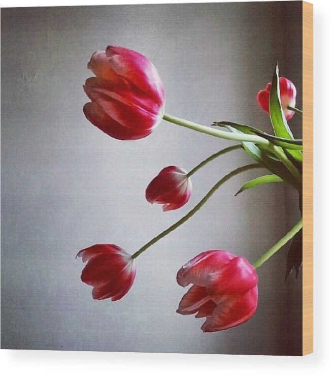 Tulips Wood Print featuring the photograph Tulips by Jill Tuinier