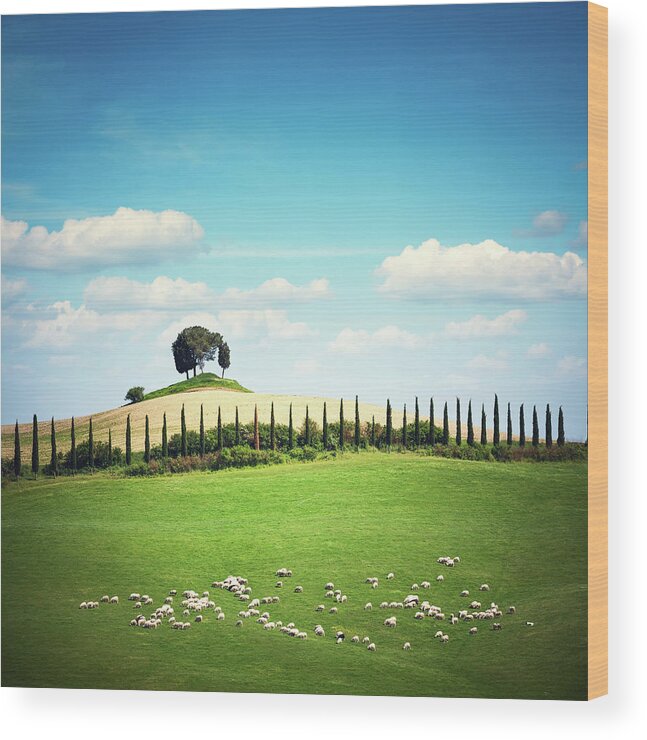 Scenics Wood Print featuring the photograph Tuscany Landscape by Borchee