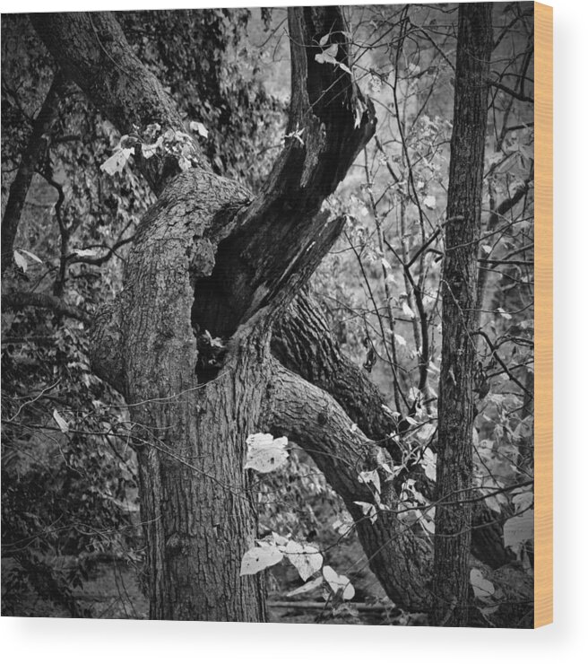 Forest Wood Print featuring the photograph Twisted Tree by George Taylor